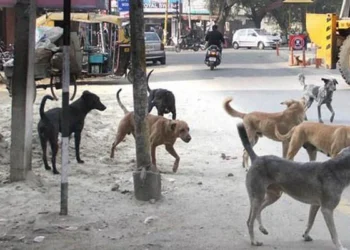 کراچی میں رواں سال کتوں کے کاٹنے کے کیسز میں اضافہ