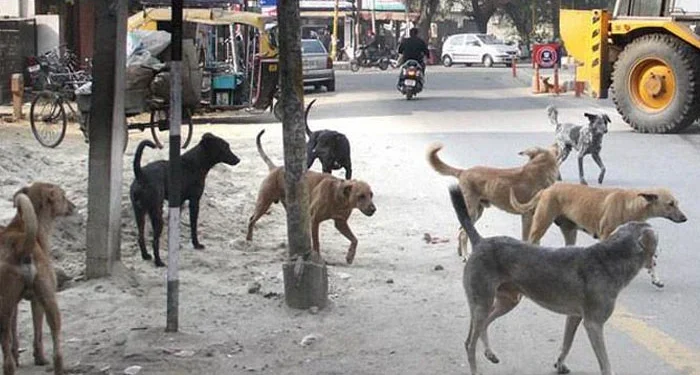 کراچی میں رواں سال کتوں کے کاٹنے کے کیسز میں اضافہ