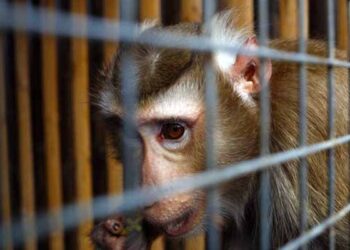 بیرون ملک سے جعلی دستاویزات پر کراچی لائے گئے بندر کسٹم حکام کیلئے درد سر بن گئے