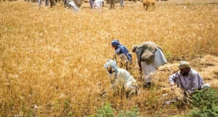 زرعی آمدن پر انکم ٹیکس کی شرح کارپوریٹ سیکٹر کے برابر ہوگی، پاکستان نے آئی ایم ایف کو آگاہ کردیا