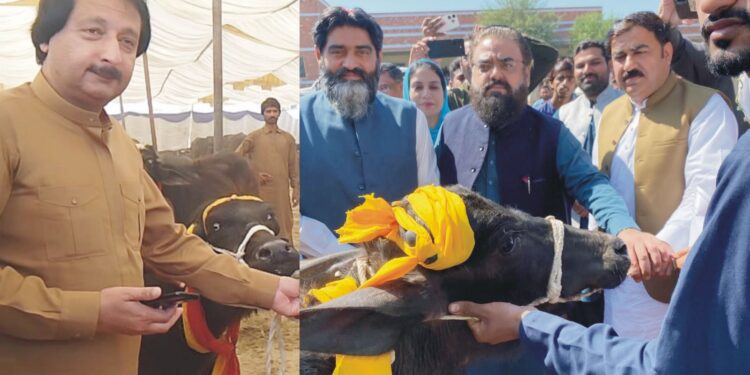 وزیر اعلیٰ پنجاب کے لائیو سٹاک اثاثہ جات پروگرام کے تحت ضلع لیہ کی 401 سے زائد مستحق مطلقہ/ بیوہ خواتین کو بچھڑی اور کٹیاں تقسیم کرنے کاآغا ز