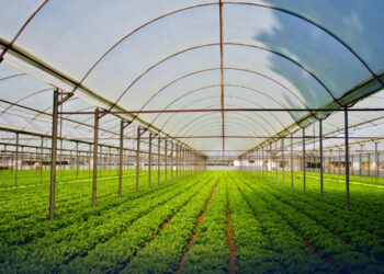 پنجاب میں دھان کی پنیری اور فصل کی اگیتی کاشت پر پابندی عائد