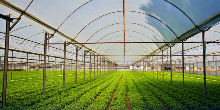 پنجاب میں دھان کی پنیری اور فصل کی اگیتی کاشت پر پابندی عائد