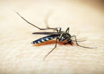 ڈینگی کا سیزن آ گیا، بچاؤ کے لیے کیا کریں؟