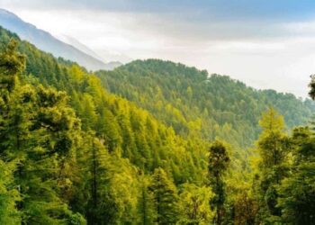 ٹیکنالوجی کے ذریعے جنگلات کا تحفظ ، حکومت پنجاب کا سرسبز مستقبل کی جانب سفر کامیابی سے جاری