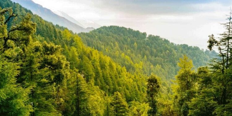 ٹیکنالوجی کے ذریعے جنگلات کا تحفظ ، حکومت پنجاب کا سرسبز مستقبل کی جانب سفر کامیابی سے جاری