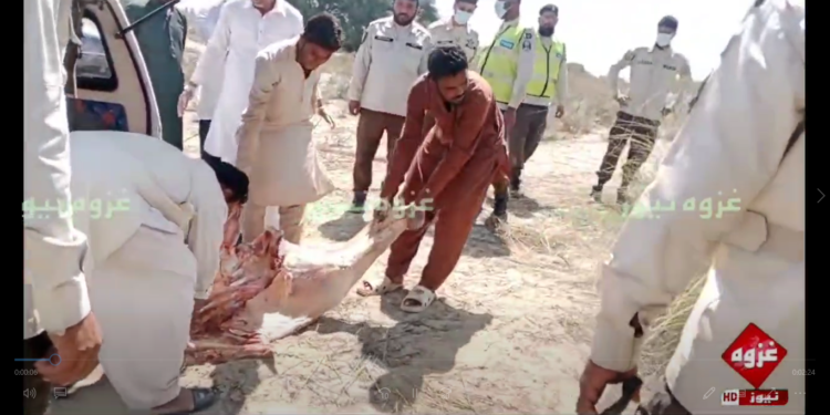 چوک سرورشہید پٹرولنگ پولیس کی بڑی کاروائی مردہ جانوروں کا گوشت برآمد