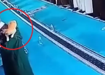 الجزائر کی ایک اور بلی ایک بار پھر دنیا کی توجہ کا مرکز بن گئی ہے دوران نماز امام مسجد کے کندھے پر چڑھنے کی ویڈیو وائرل ہوگئی۔