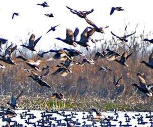 سندھ کی آب گاہوں و آبی گذرگاہوں پر پرندوں کی تعداد تقریباً ساڑھے 5 لاکھ ریکارڈ