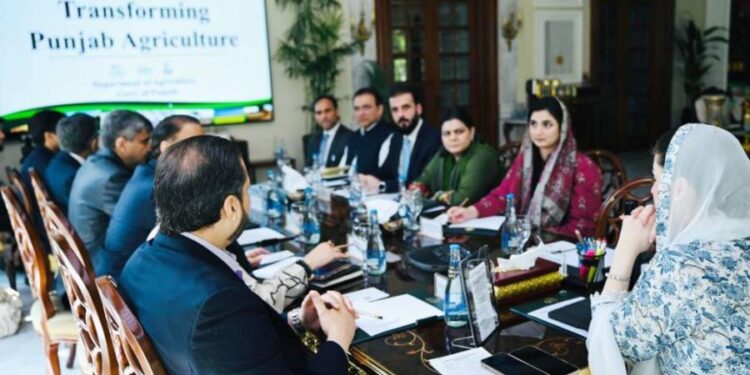 پرائیویٹ سیکٹر کے ذریعے گندم کی خریداری کا فیصلہ، کسانوں کےمفاد کا ہر صورت تحفظ کیا جائے گا: مریم نواز