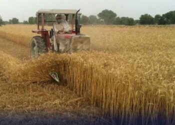پنجاب میں گندم خریداری پلان پر اہم اجلاس، کسانوں کو بہترین نرخ دلوانے کیلئے عملی اقدامات کا فیصلہ