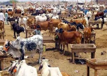 عید قرباں کی آمد آمد، شہر شہر مویشی منڈیاں سج گئیں