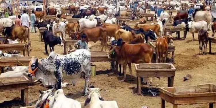 عید قرباں کی آمد آمد، شہر شہر مویشی منڈیاں سج گئیں
