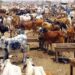 عید قرباں کی آمد آمد، شہر شہر مویشی منڈیاں سج گئیں