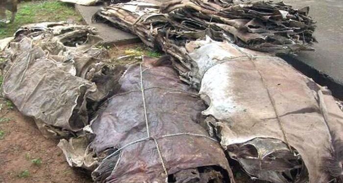 ایف بی آر نے 14 ہزار گدھے کی کھالوں کی اسمگلنگ ناکام بنادی