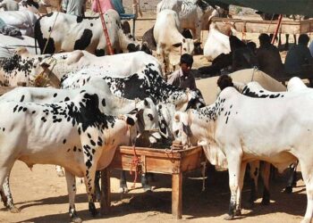 عیدالاضحیٰ پر کھالوں کی اجازت صرف رجسٹرڈ اداروں کو ہوگی:محکمہ داخلہ سندھ نے ایس او پیز جاری کردیے