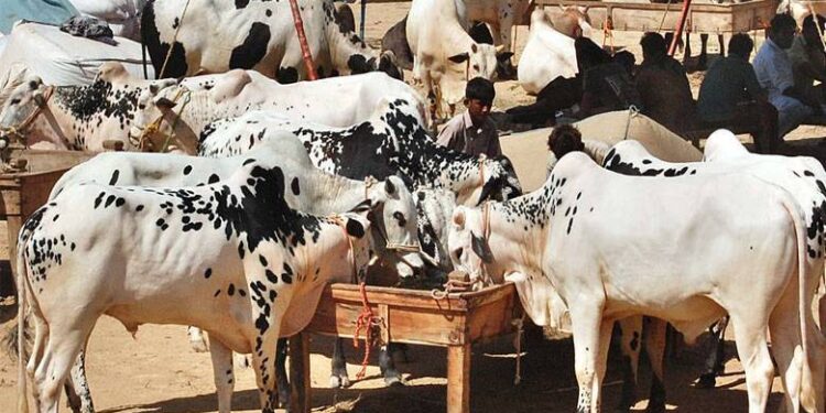 عیدالاضحیٰ پر کھالوں کی اجازت صرف رجسٹرڈ اداروں کو ہوگی:محکمہ داخلہ سندھ نے ایس او پیز جاری کردیے