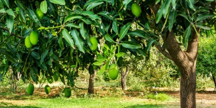 حکومت کا 25 مئی سے آم کی ایکسپورٹ شروع کرنے کا فیصلہ