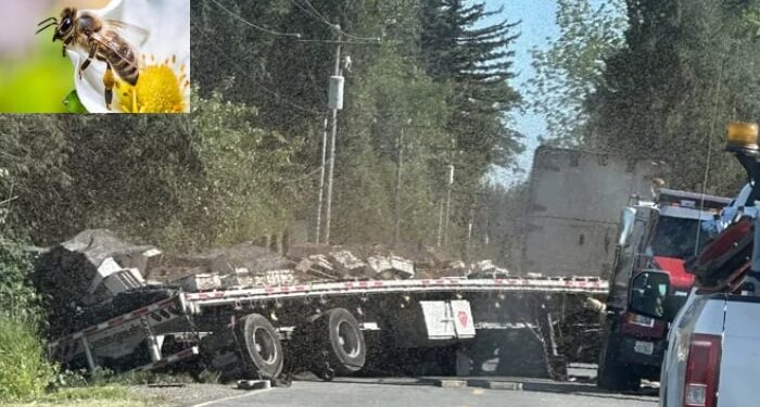 امریکا میں شہد کی مکھیوں سے بھرا ٹرک الٹ گیا، 25 کروڑ مکھیاں آزاد