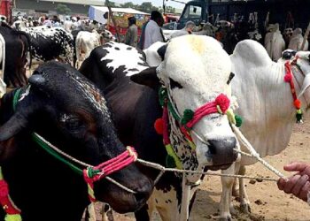 عید کا دوسرا دن: سنت ابراہیمی کی ادائیگی کا سلسلہ جاری، صفائی کارکن بھی متحرک