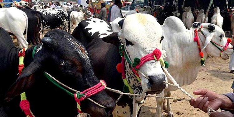 عید کا دوسرا دن: سنت ابراہیمی کی ادائیگی کا سلسلہ جاری، صفائی کارکن بھی متحرک