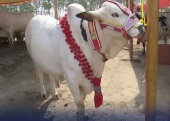 عیدالاضحیٰ پرملک بھر میں 69 لاکھ 77 ہزار جانور قربان کیے گئے : ٹینریزایسوسی ایشن