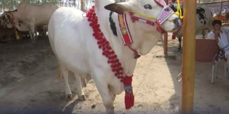 عیدالاضحیٰ پرملک بھر میں 69 لاکھ 77 ہزار جانور قربان کیے گئے : ٹینریزایسوسی ایشن