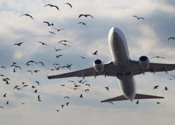 کراچی ائیرپورٹ کے اطراف پرندوں کی تعداد میں اضافہ، پائلٹس کو ہدایات جاری