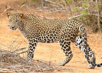 آزادکشمیر: تیندوا گھر سے 8 سالہ بچی کو اٹھا کر لےگیا، بچی مردہ حالت میں برآمد