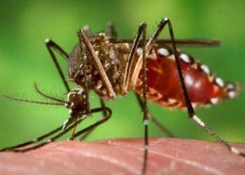 کراچی میں رواں برس ڈینگی سے پہلی ہلاکت کی تصدیق