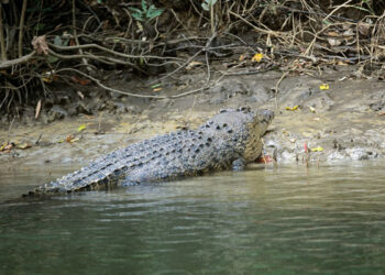 نہر کنارے کپڑے دھونے والی خاتون کو مگرمچھ نے گھسیٹ لیا، شوہر نے جبڑے سے بیوی کو نکال لیا