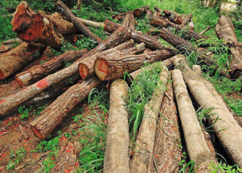 جنگلات کا رقبہ 18 فیصد کم ہوگیا، ماحول، معیشت اور قومی سلامتی خطرات سے دوچار