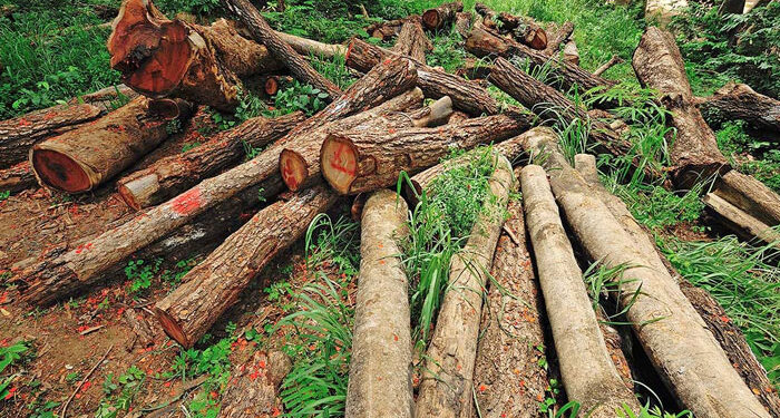 جنگلات کا رقبہ 18 فیصد کم ہوگیا، ماحول، معیشت اور قومی سلامتی خطرات سے دوچار