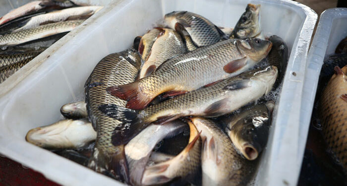 پاکستان کو امریکا میں مچھلی کی برآمدکی اجازت مل گئی