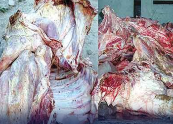 اسلام آباد کے بعد قصور سے بھی کئی من گدھے کا گوشت برآمد