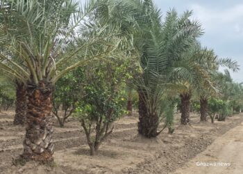 لیہ:ڈھکی کھجور اور چھوہارے کا ابھرتا ہوا مرکز، یو بی فارم عالمی ایوارڈ کی دوڑ میں شامل