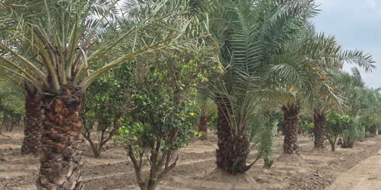 لیہ:ڈھکی کھجور اور چھوہارے کا ابھرتا ہوا مرکز، یو بی فارم عالمی ایوارڈ کی دوڑ میں شامل