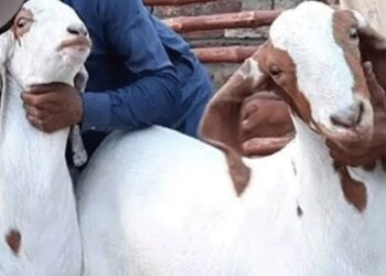 لیہ:تھانہ پیر جگی کی حدود میں بکریاں چوری کی واردات