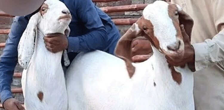 لیہ:تھانہ پیر جگی کی حدود میں بکریاں چوری کی واردات