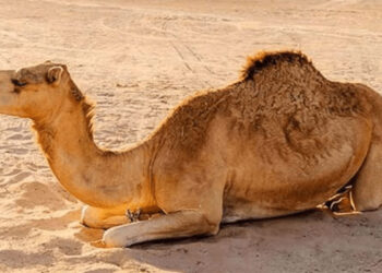 سکھر: بااثر وڈیرے کا جانور پر بدترین تشدد، مبینہ طور پر اونٹنی کی ٹانگ توڑ دی