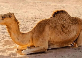 سکھر میں تشدد سے زخمی اونٹنی کے جبڑے کی سرجری، انفیکشن زدہ ٹانگ کاٹ دی گئی