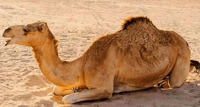 سکھر میں تشدد سے زخمی اونٹنی کے جبڑے کی سرجری، انفیکشن زدہ ٹانگ کاٹ دی گئی