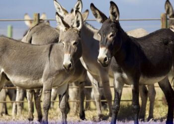 گدھوں کی افرائش بڑھانے کیلئے چینی کمپنیاں سرمایہ کاری کیلئے رضامند