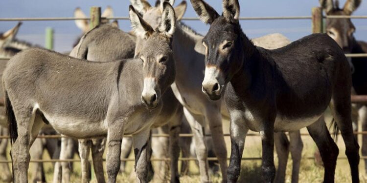 گدھوں کی افرائش بڑھانے کیلئے چینی کمپنیاں سرمایہ کاری کیلئے رضامند