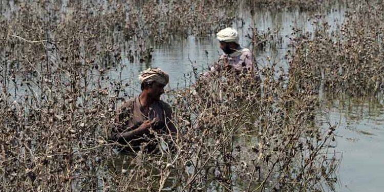 تغیراتی موسمیاتی تبدیلی سے بچاؤ کیلئے ماحولیاتی مالکاری پاکستان کا حق ہے: ڈاکٹر محمد فیصل