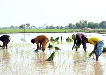 بدین میں چاول کی قیمت میں غیر معمولی کمی کے خلاف آبادگار سراپا احتجاج بن گئے