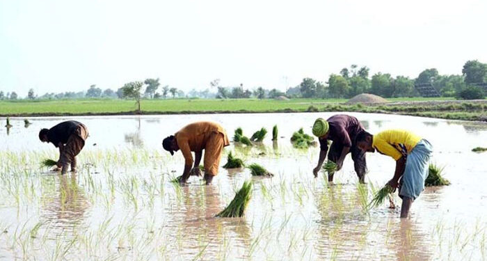 بدین میں چاول کی قیمت میں غیر معمولی کمی کے خلاف آبادگار سراپا احتجاج بن گئے