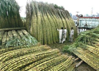 گھوٹکی/ گنےکےکاشتکاروں نے شوگر ملز کا 400 روپےفی من نرخ مسترد کردیا