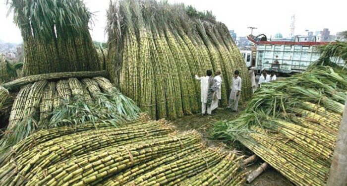 گھوٹکی/ گنےکےکاشتکاروں نے شوگر ملز کا 400 روپےفی من نرخ مسترد کردیا