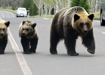 جاپان نے ریچھوں کو آبادی سے دور رکھنےکیلئے انوکھا طریقہ اپنا لیا